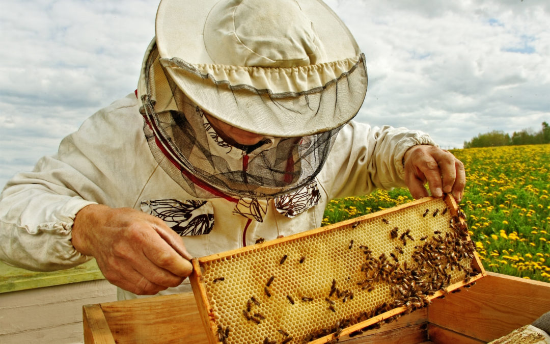 ApisProtect: Helping Beekeepers Prevent Losses and Increase Productivity in Their Hives